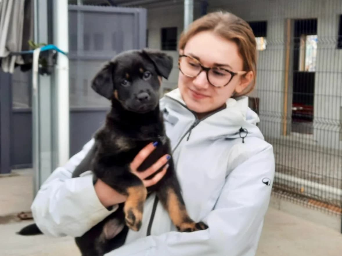 Kruising Shiba Inu Labrador