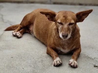 REBECA 19304 photo 5