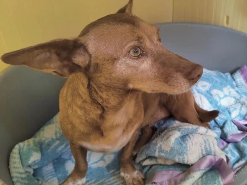 REBECA 19304 photo 6