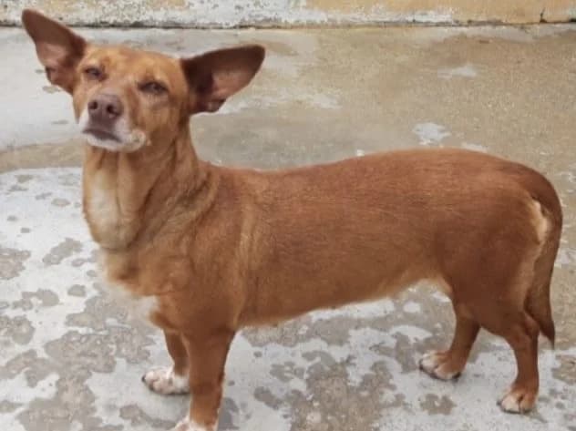 REBECA 19304 photo 7