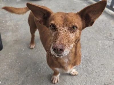 REBECA 19304 photo 2