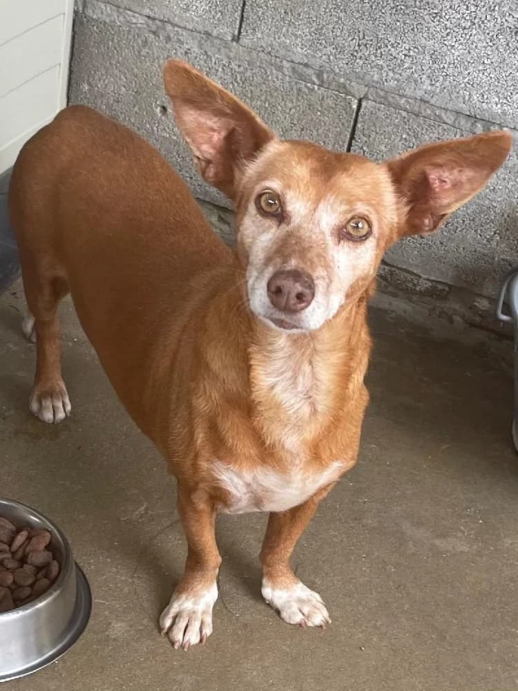 REBECA 19304 photo 3