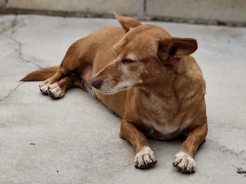 REBECA 19304 photo 4