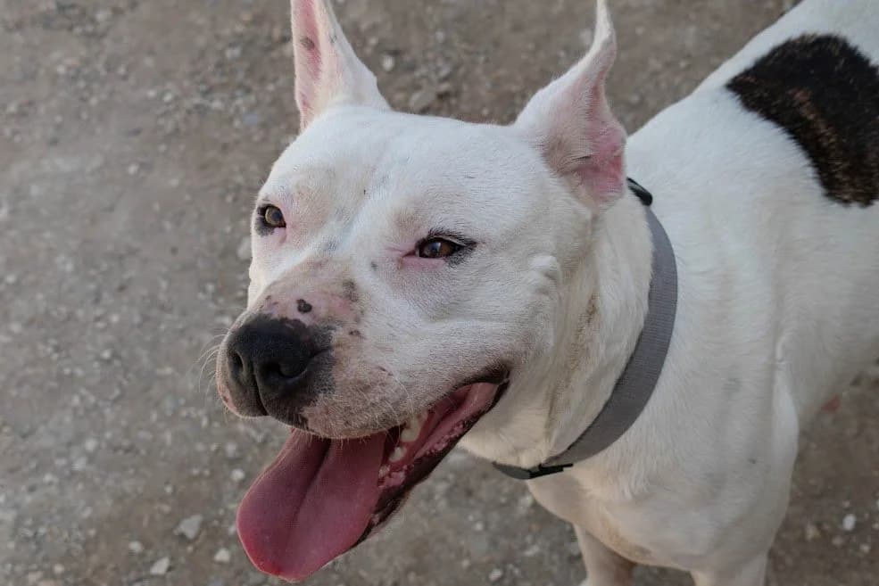 ❤️Trica❤️ photo 7