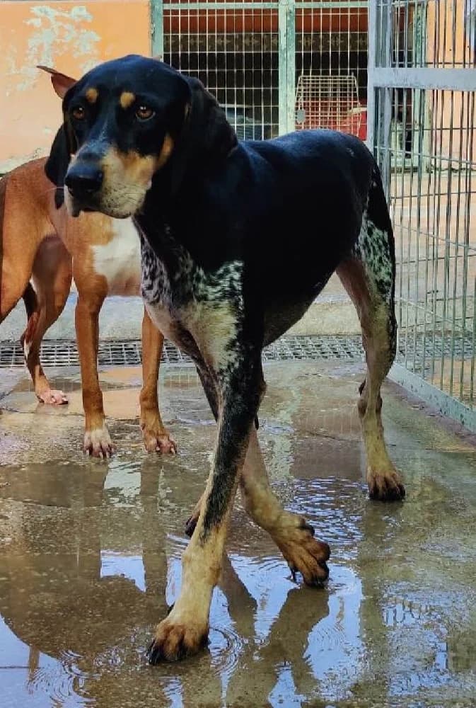 TAYSON 21653 photo 5