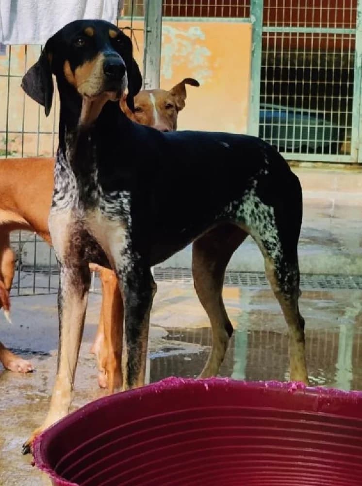 TAYSON 21653 photo 6