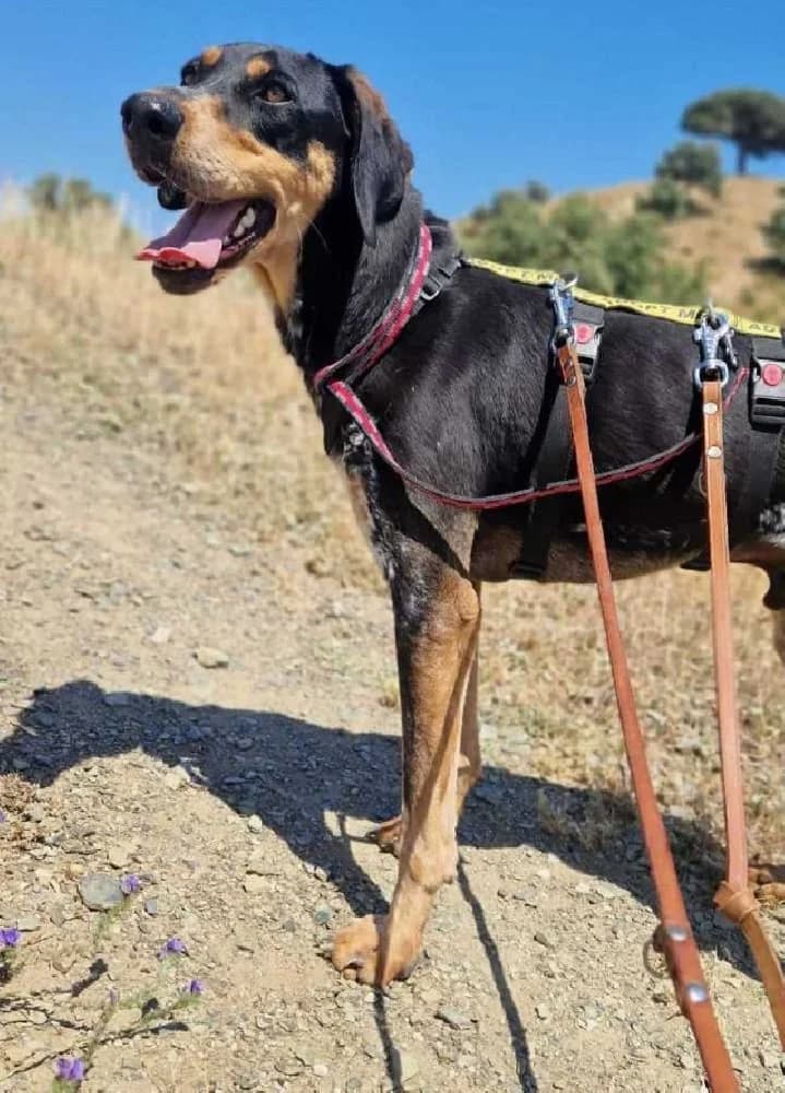 TAYSON 21653 photo 2