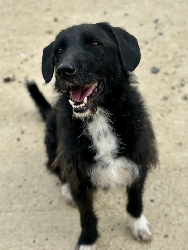 SUPERMAN 22194 photo 7