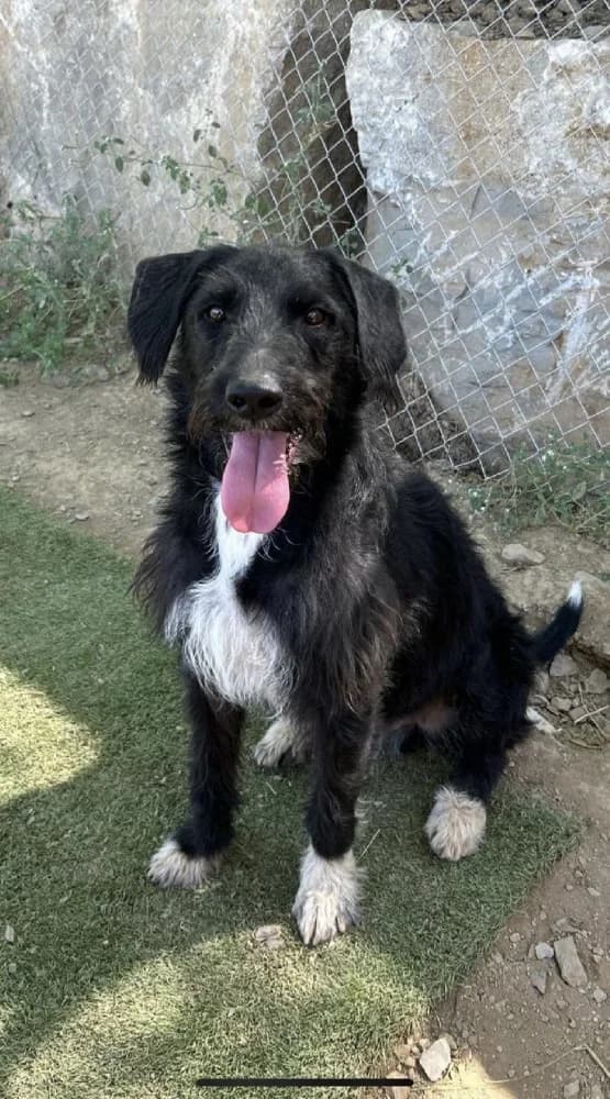 SUPERMAN 22194 photo 8