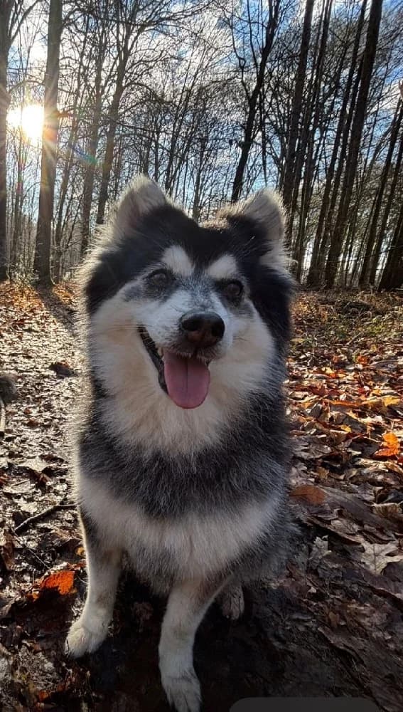 PERNOD 22583 photo 7