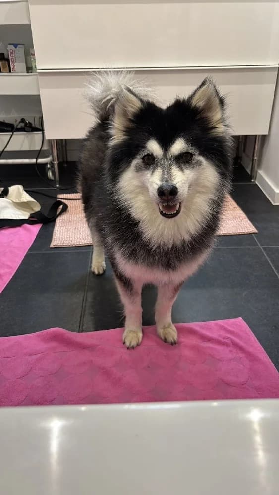 PERNOD 22583 photo 8