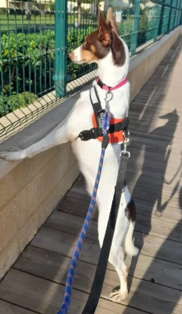 RAFAELLA 22765 photo 5