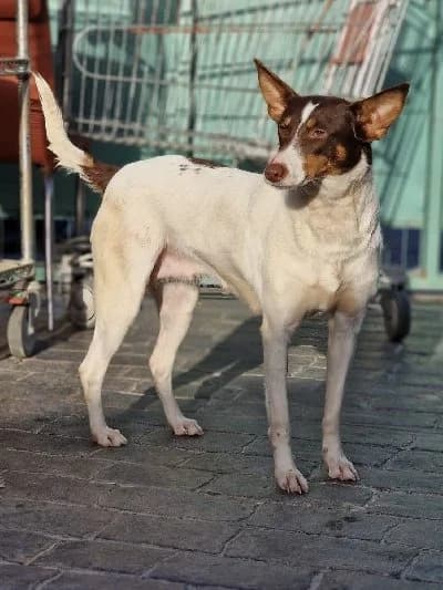 RAFAELLA 22765 photo 6