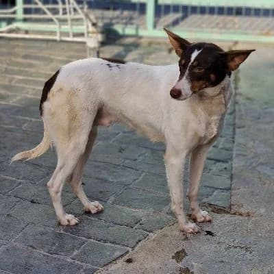 RAFAELLA 22765 photo 7