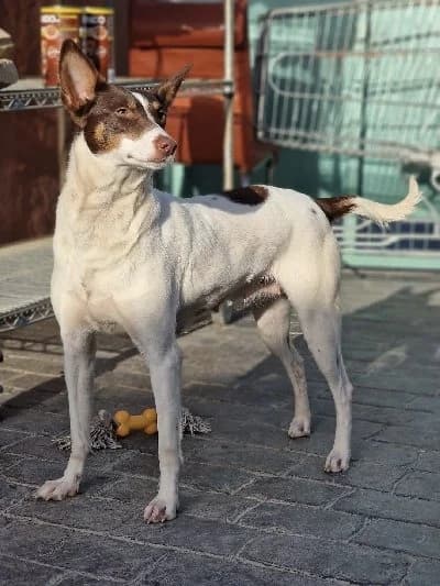 RAFAELLA 22765 photo 8