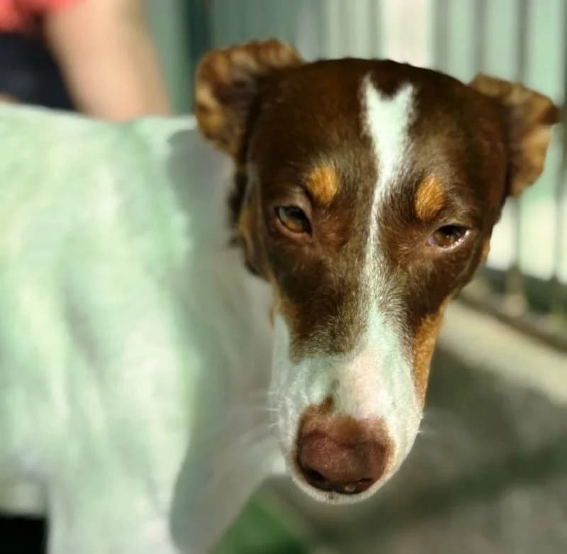 RAFAELLA 22765 photo 2