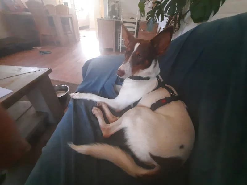 RAFAELLA 22765 photo 3