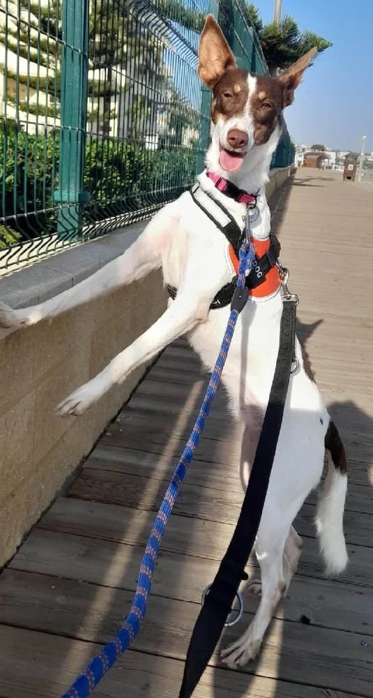 RAFAELLA 22765 photo 4