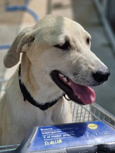 TOMASO 23021 photo 6