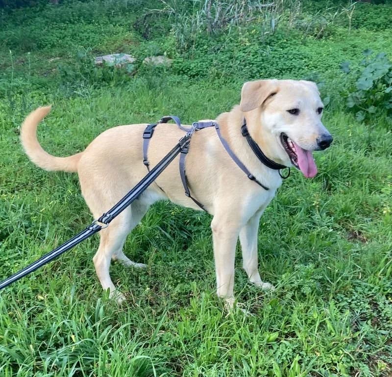 TOMASO 23021 photo 3