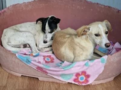 TANITA 23323 photo 6