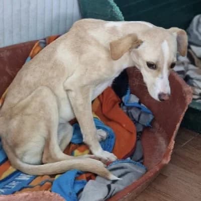 TANITA 23323 photo 8