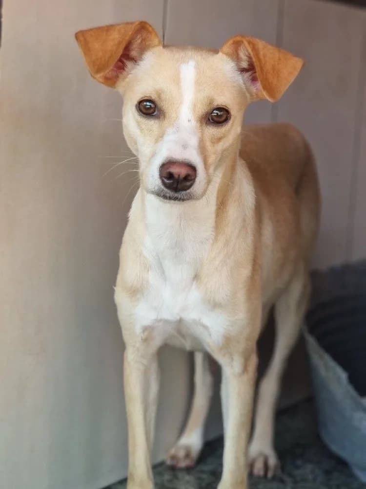 TANITA 23323 photo 3