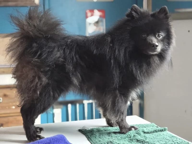 SKIPPY 23412 photo 5