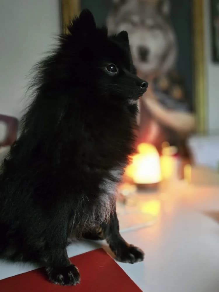 SKIPPY 23412 photo 2