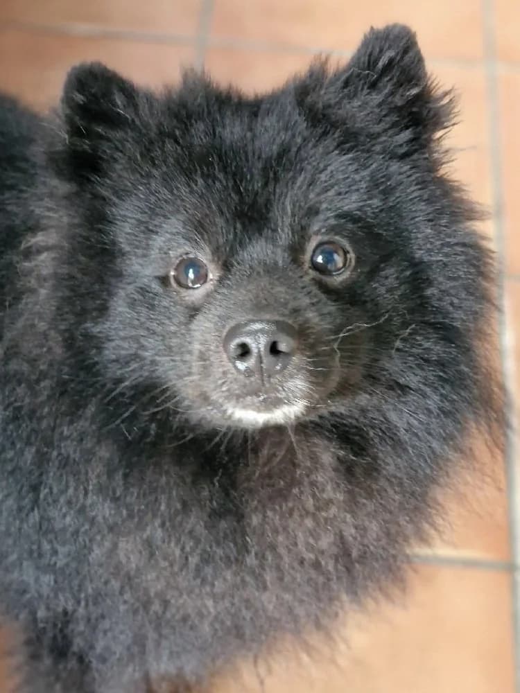 SKIPPY 23412 photo 3