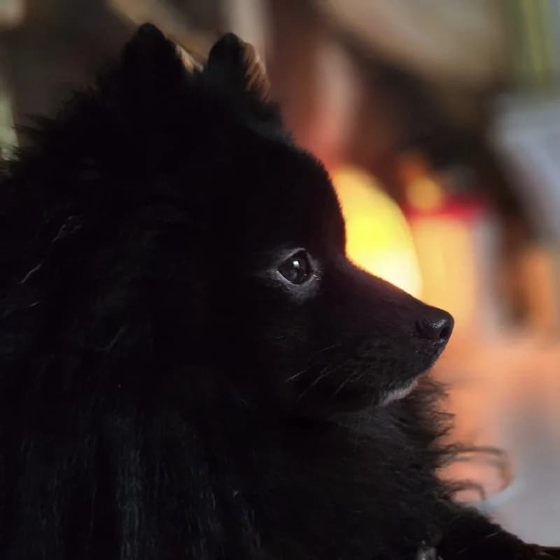 SKIPPY 23412 photo 4