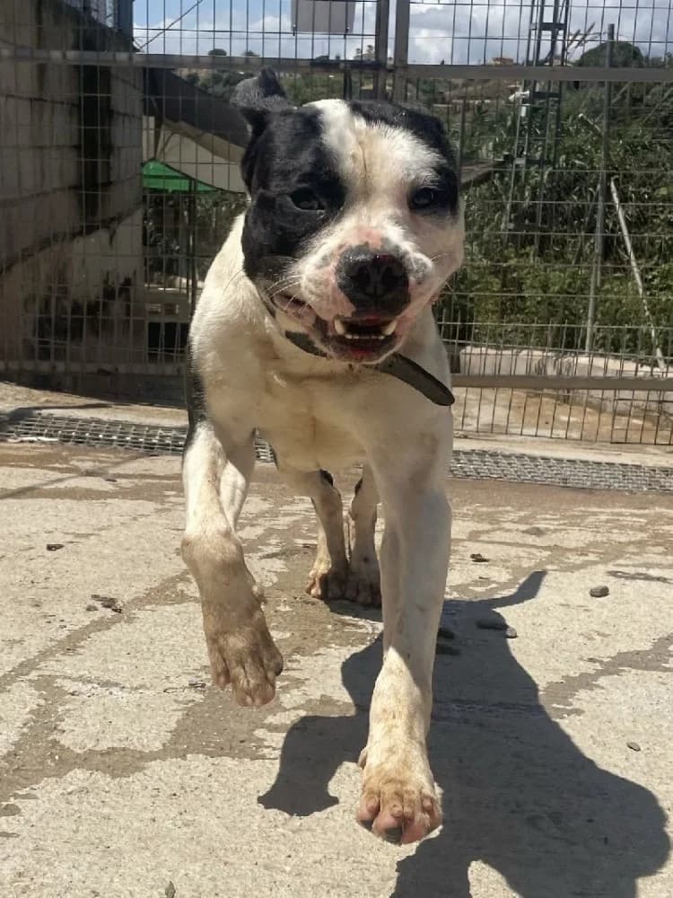 PIRATA 23723 photo 2