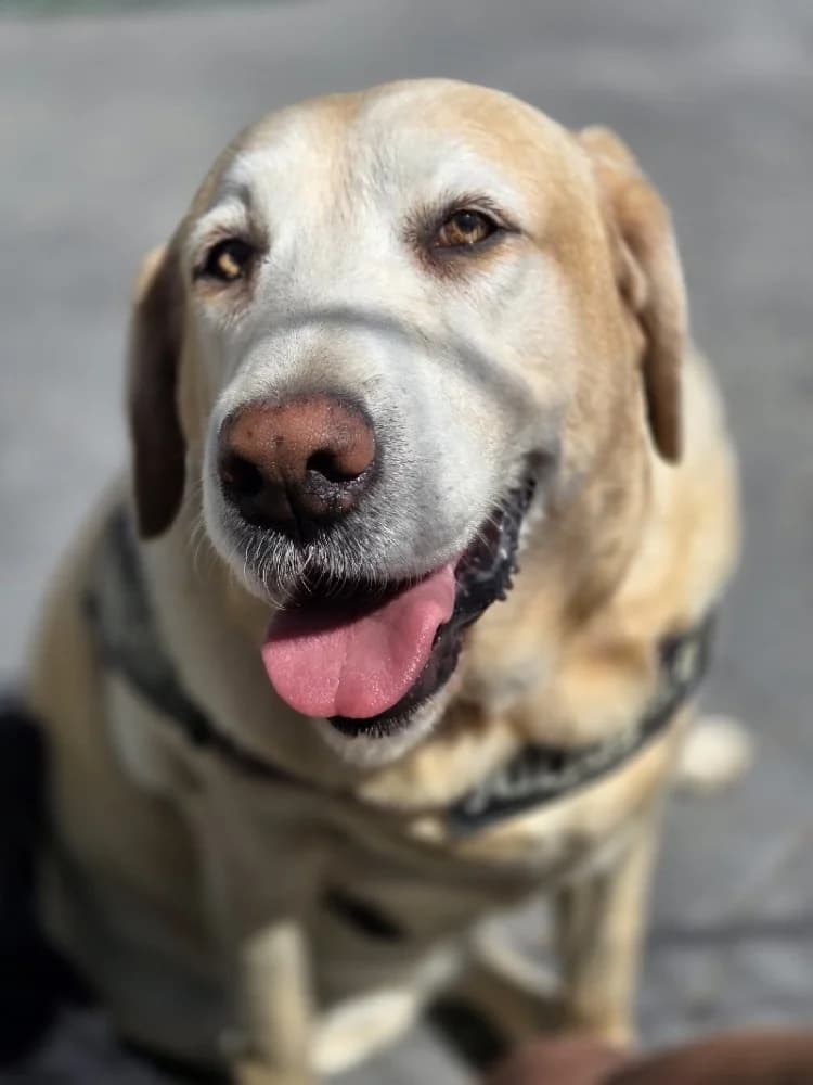 SELENA 23792 photo 5