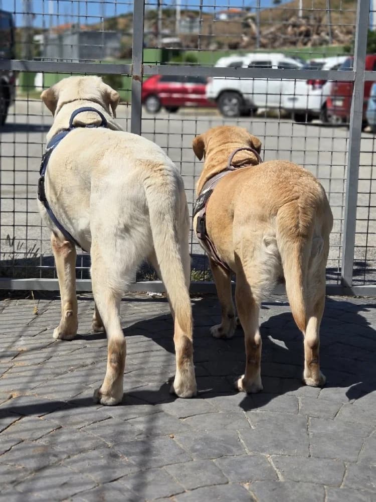 SELENA 23792 photo 2