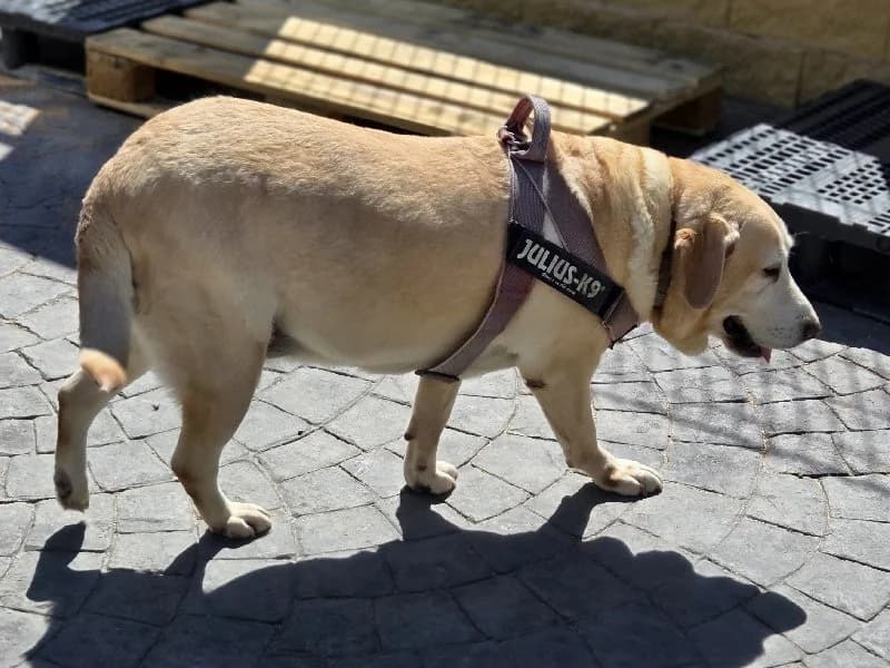 SELENA 23792 photo 3