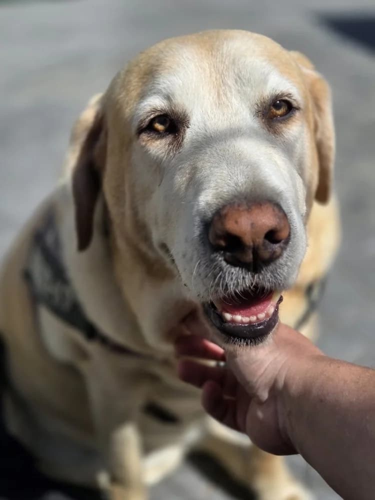 SELENA 23792 photo 4