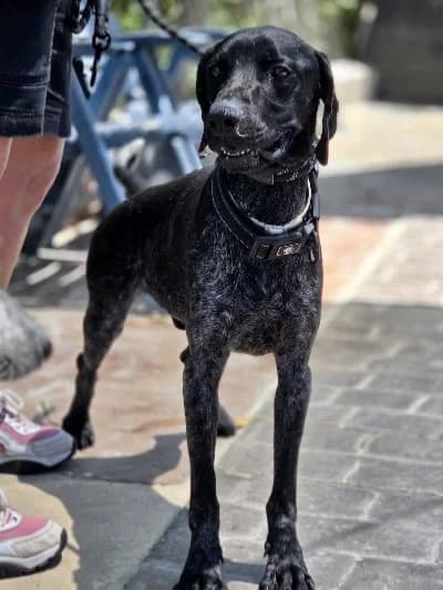 Snickers 23822 photo 3