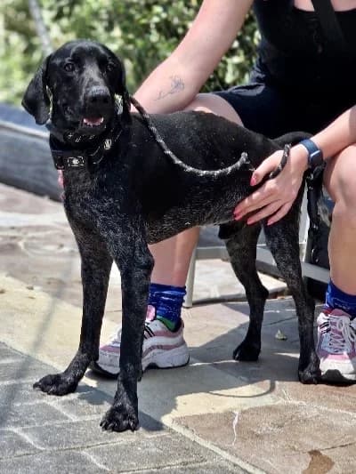 Snickers 23822 photo 4