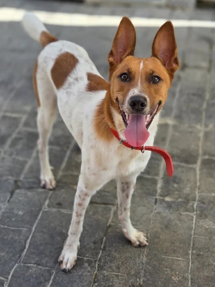 RHAEGAL 23914 photo 5