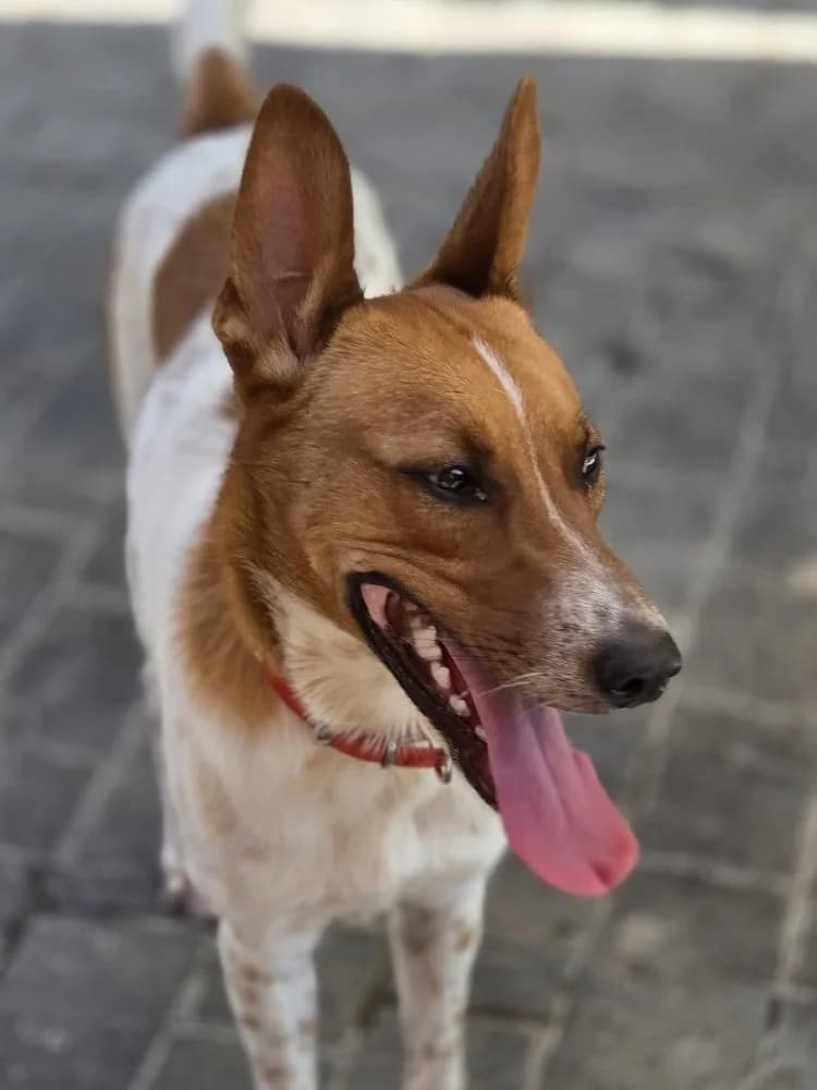 RHAEGAL 23914 photo 7