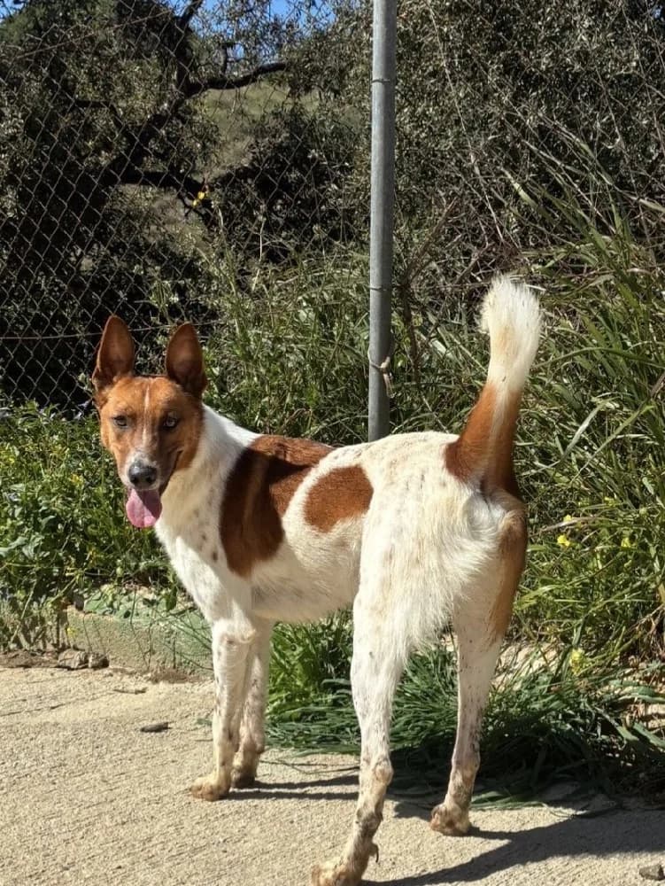 RHAEGAL 23914 photo 8