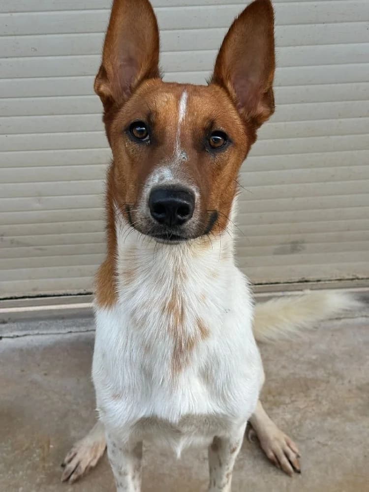 RHAEGAL 23914 photo 3