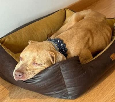 ROBINE 24133 photo 2