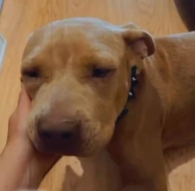 ROBINE 24133 photo 3