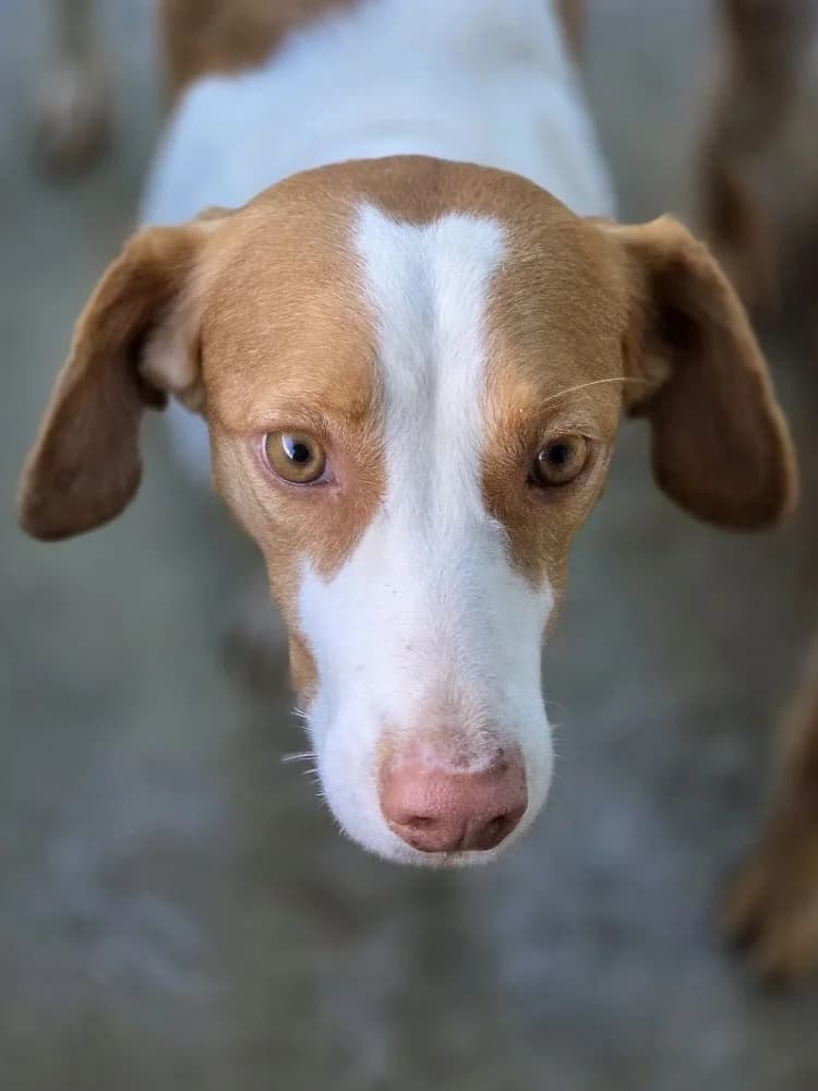 PALOMA 24334 photo 5