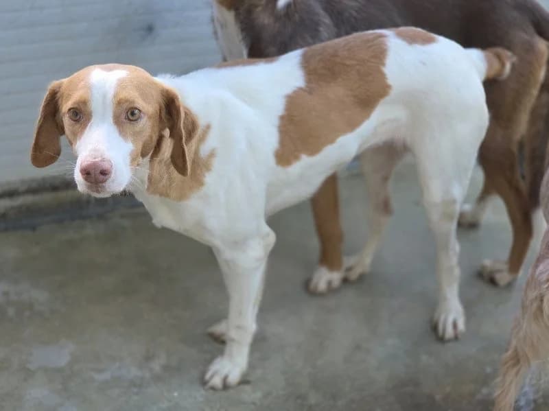 PALOMA 24334 photo 3