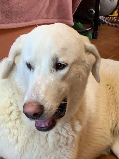 ZOE-ZOITA 24370 photo 2