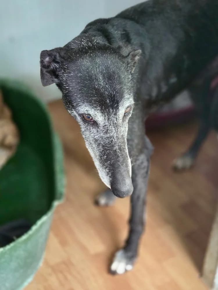 TORITO 24425 photo 2