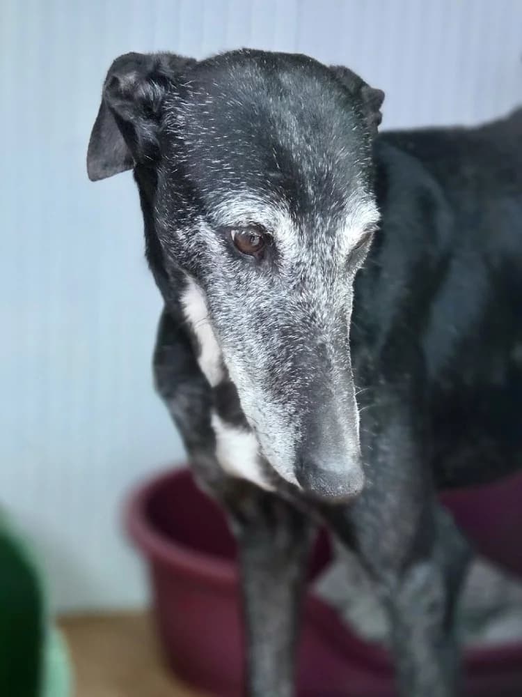 TORITO 24425 photo 3