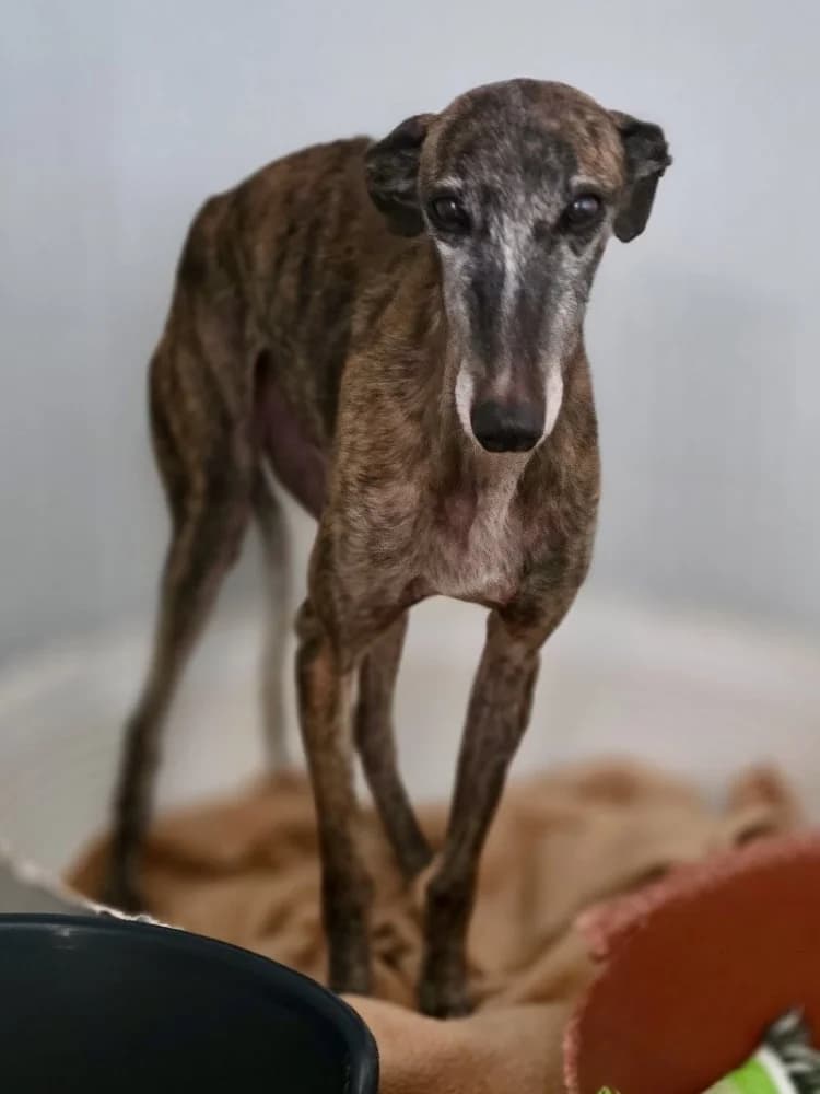 PINTORA 24430 photo 2